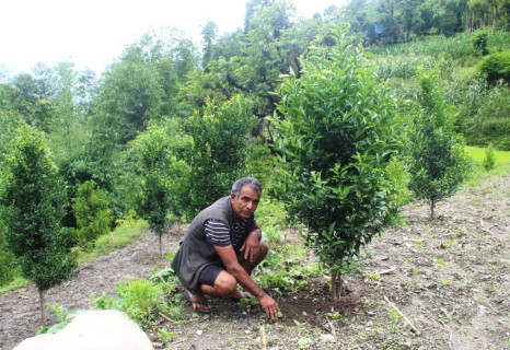 मंगलाका किसान व्यावसायिक खेतीतर्फ, वार्षिक १० लाखसम्म आम्दानी 